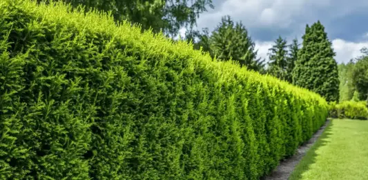 Wie hoch fallen die Thuja-Hecke schneiden Kosten pro Meter aus?