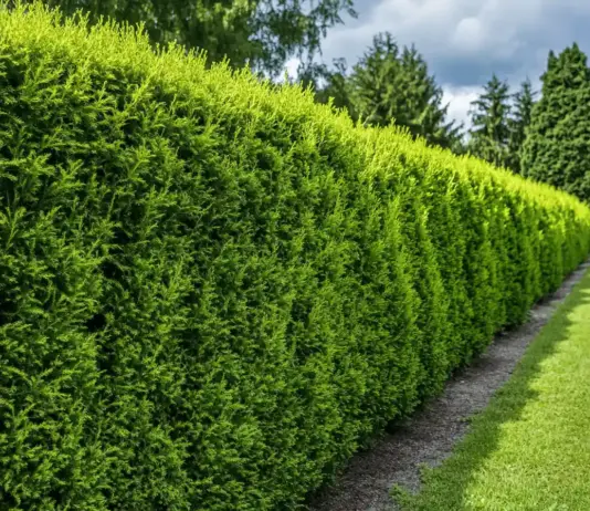 Wie hoch fallen die Thuja-Hecke schneiden Kosten pro Meter aus?